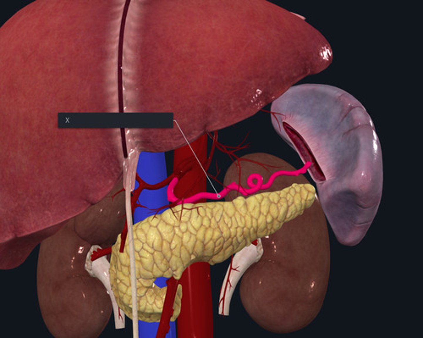 <p>Name the Vessel highlighted pink and marked with the X</p>