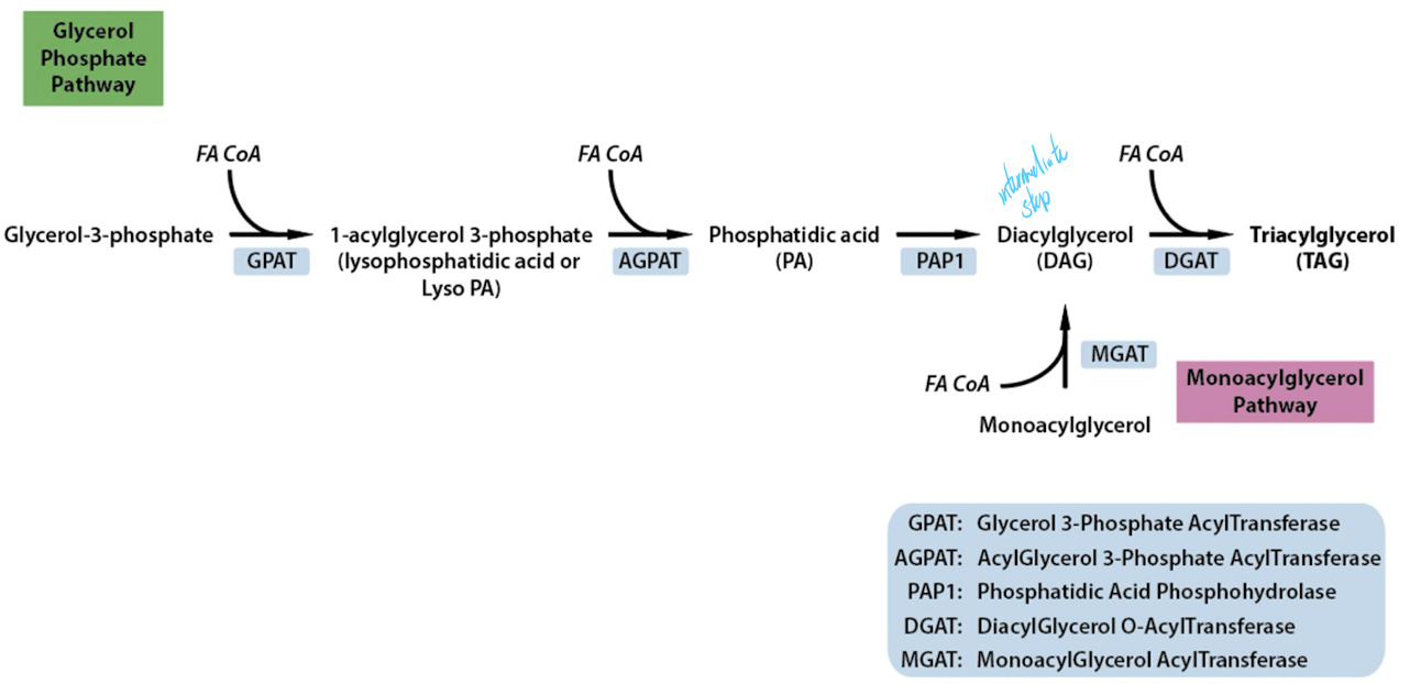 <ul><li><p>Glycerol phosphate pathway: Liver, adipose tissues and intestine</p></li><li><p>Monoacylglycerol pathway: Specific to the intestine</p></li></ul>