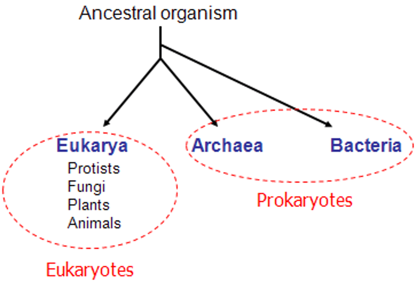 <p>(B) II and III Only</p><p>The following are considered Prokaryotes:</p><p>II. Archaea</p><p>III. Bacteria</p><p>Protista are Eukaryotes.</p>