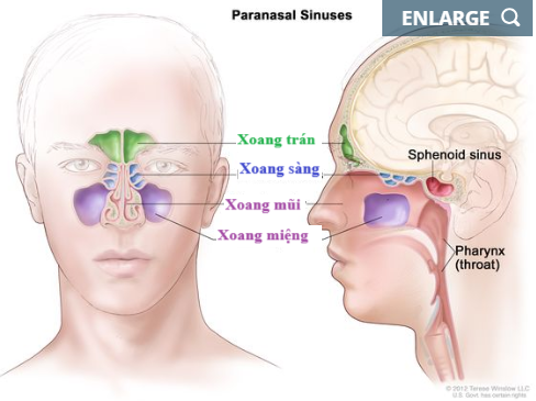 <p><strong>Xương nào sau đây thuộc khối xượng sọ hoặc khối xương mặt có các xoang chứa khí nằm cạnh mũi?</strong></p><p>A. Xương hàm trên</p><p>B. Xương trán</p><p>C. Xương sàng</p><p>D. Tất cả đều đúng</p>