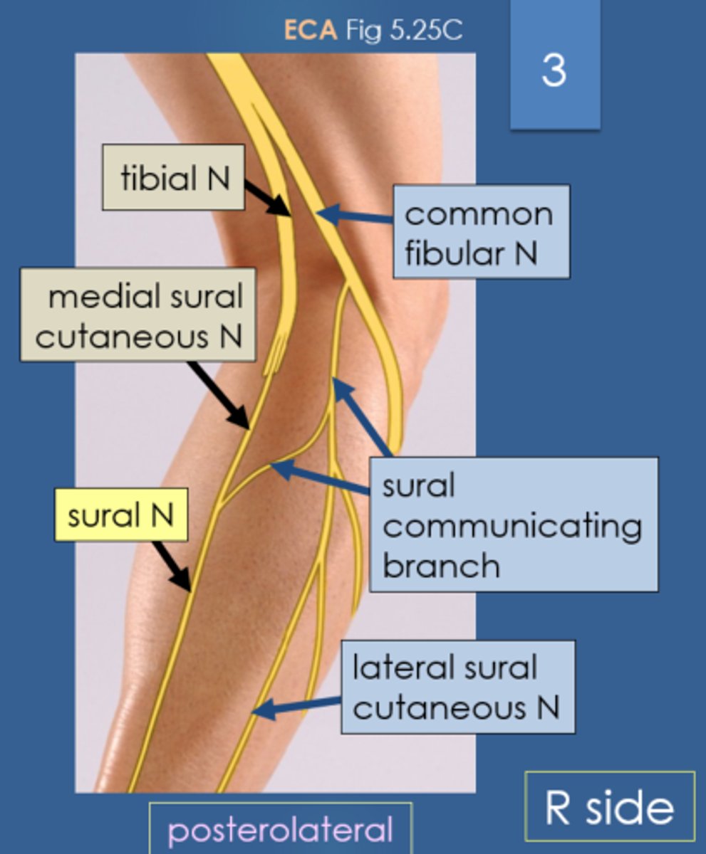 <p>- sciatic nerve splits into tibial and common fibular</p>