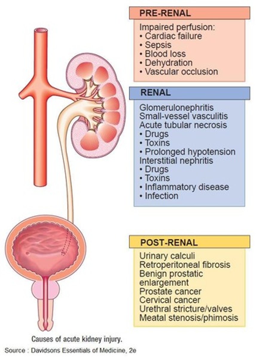 <p>Reduced blood flow, obstruction of the urinary tract, and exposure to nephrotoxic medications.</p>