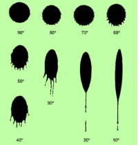 <p>The blood drop will become elongated and may form a tail or spine the smaller the angle of impact, resulting in a more elongated shape rather than remaining circular. </p>