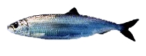 <p>Herrings and Shad (pacific herring, pacific sardine, american shad)</p><ul><li><p>laterally compressed (less bullet shaped from front)</p></li><li><p>silver</p></li><li><p>countershaded</p></li><li><p>1 short dorsal fin</p></li><li><p>deeply forked caudal fin</p></li><li><p>no adipose fin </p></li><li><p>no spines</p></li><li><p>scutes on belly</p></li><li><p>schooling fish</p></li></ul><p></p>
