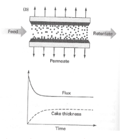 <ul><li><p>Flujo paralelo al filtro → efecto arrastre en las partículas depositadas en el filtro: minimización del pastel de sólidos en el filtro</p></li><li><p>Puede operarse en batch y continuo</p></li><li><p>Uso:</p><ul><li><p>Separación de células cuando el producto es extracelular</p></li><li><p>Concentración de células y proteínas</p></li><li><p>Separar restos celulares</p></li><li><p>Diálisis e intercambio de tampón</p></li></ul></li></ul><p></p>