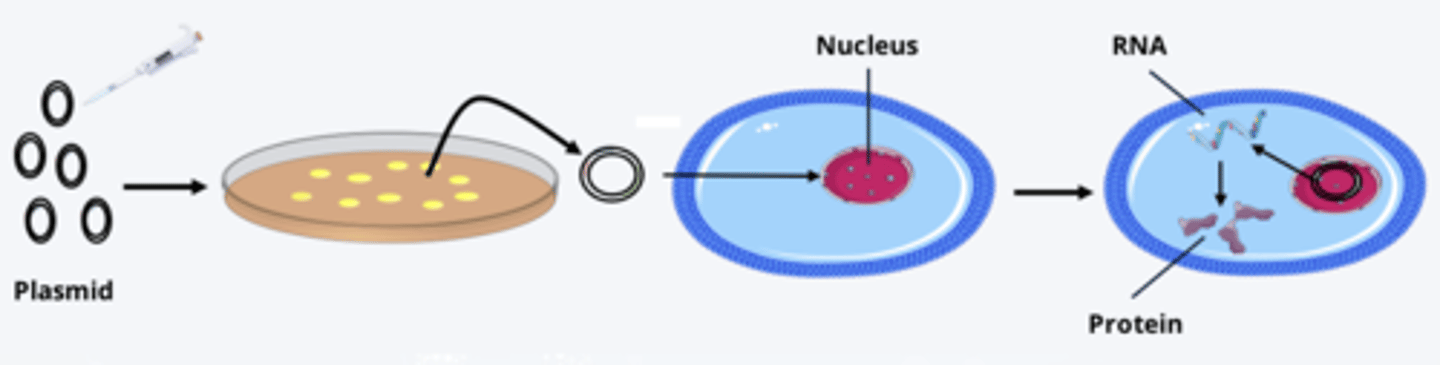 <p>- plasmid of interest collected and applied to cells</p><p>- cell membrane permeability increased chemically or electrically, allowing plasmids to enter cell and nucleus</p><p>- once inside nucleus, cell expresses gene product of plasmid, often a protein</p>