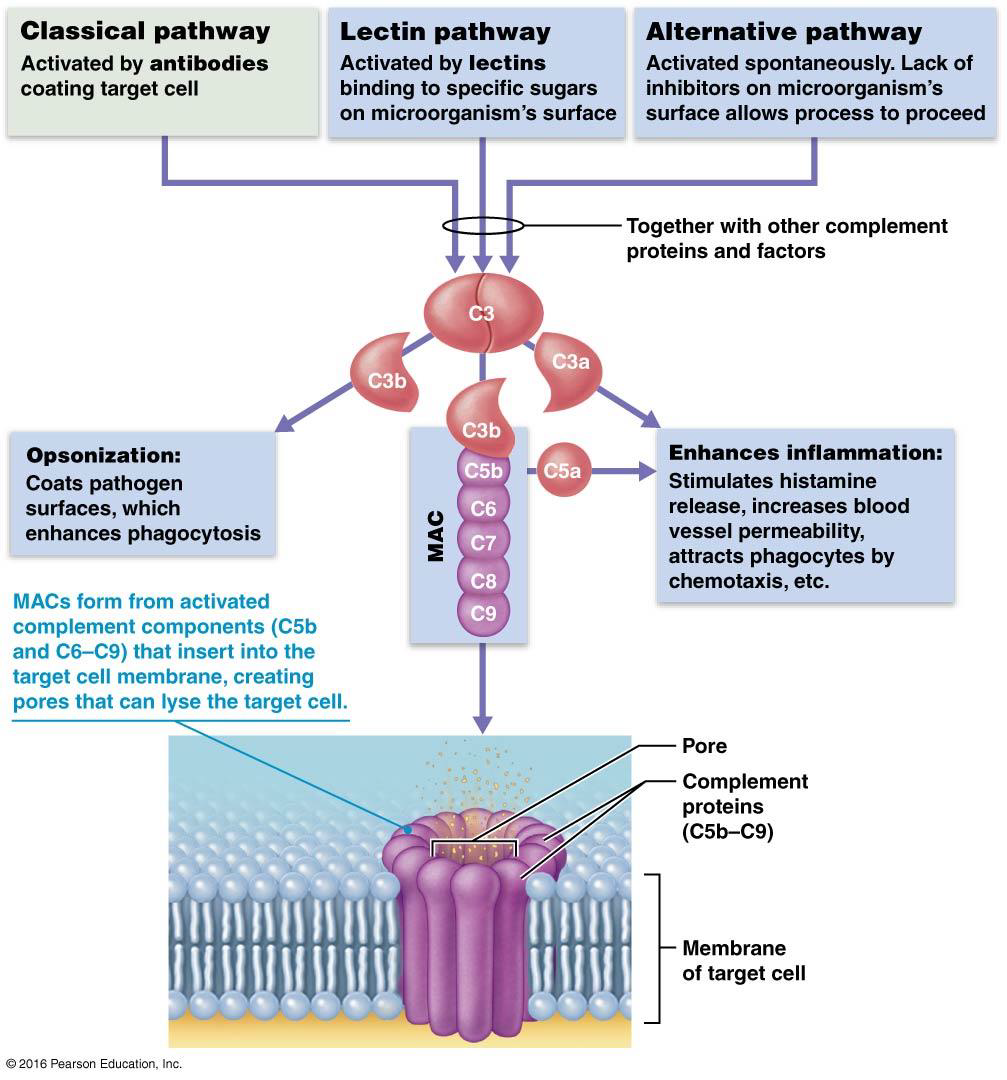 <p>of a key protein C3</p><ul><li><p>C3 splits into C3a and C3b</p></li><li><p><strong>C3a</strong> enhances <strong>inflammation</strong></p></li><li><p><strong>C3b</strong> acts in 2 ways: <strong>Opsonization &amp; MAC</strong></p></li></ul><p></p>