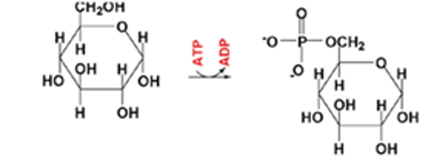 <p>hexokinase (HK)</p>