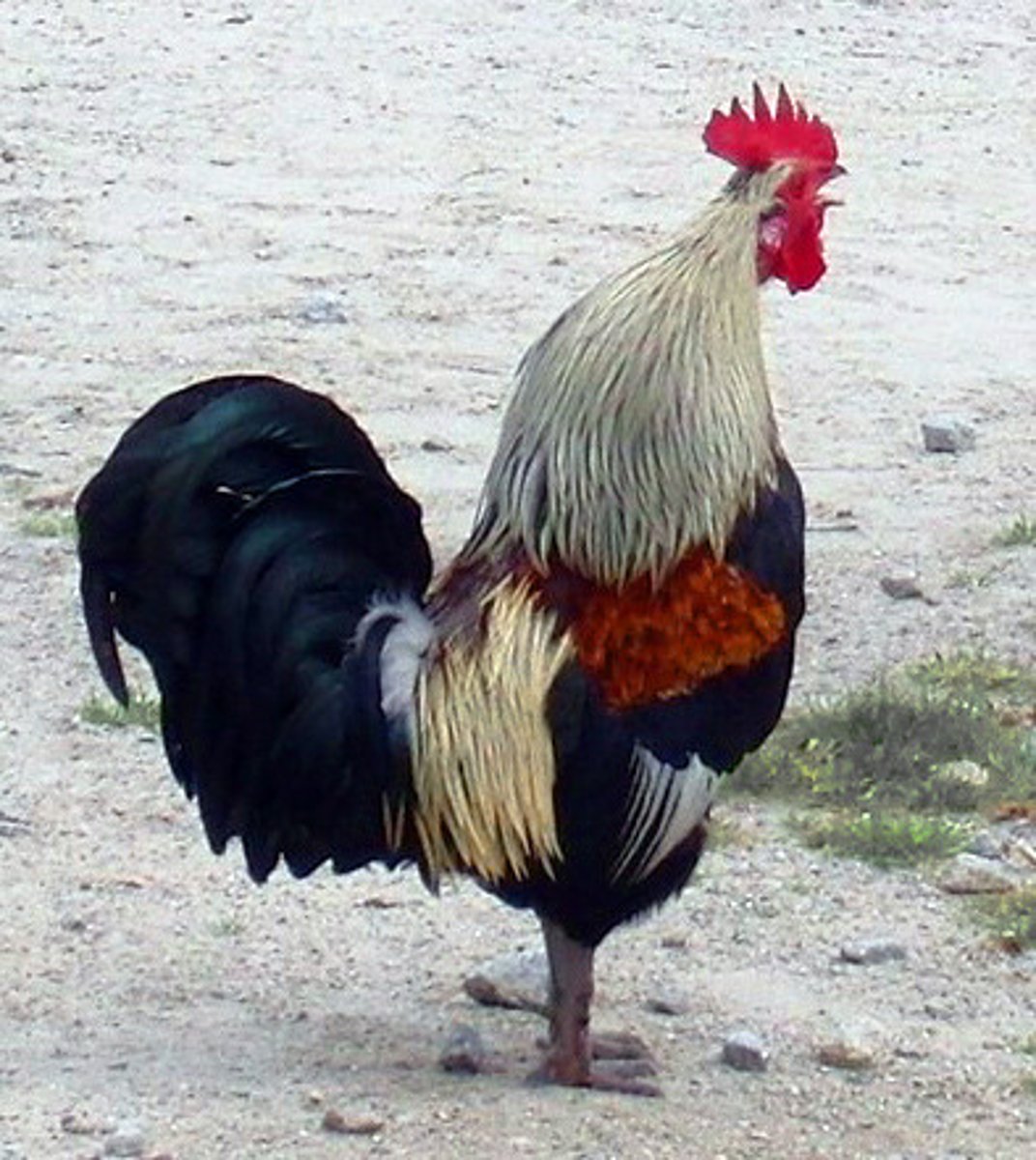 <p>rooster</p>