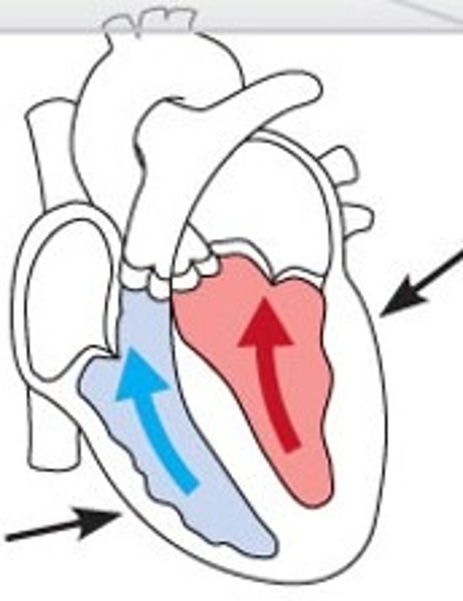 <p>ventricles contract, all 4 valves are closed, pressure rises</p>