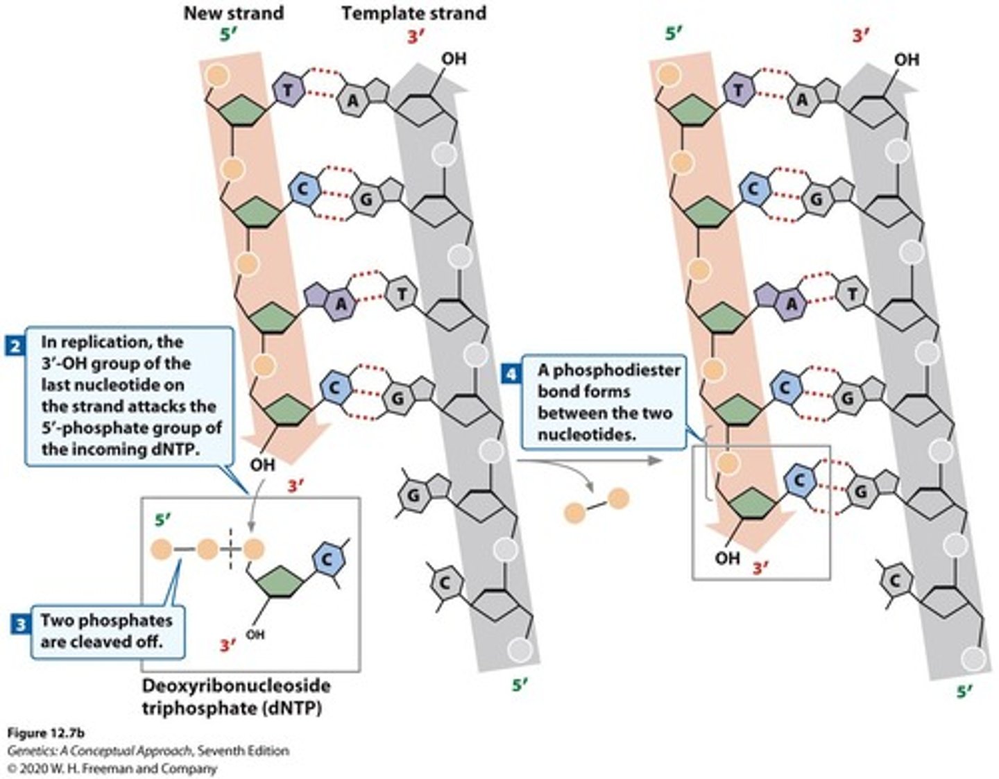 <p>an participate in addition of another nucleotide as DNA synthesis proceeds.</p>