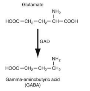 <p>Produced by <strong>decarboxylation </strong>of <strong>glutamate</strong></p>