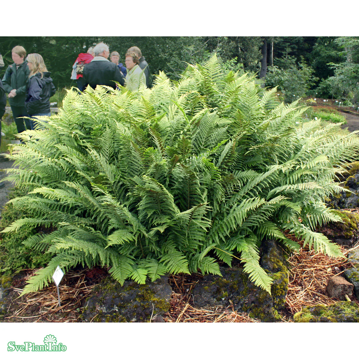 <p>Vad är detta för blomma? </p>