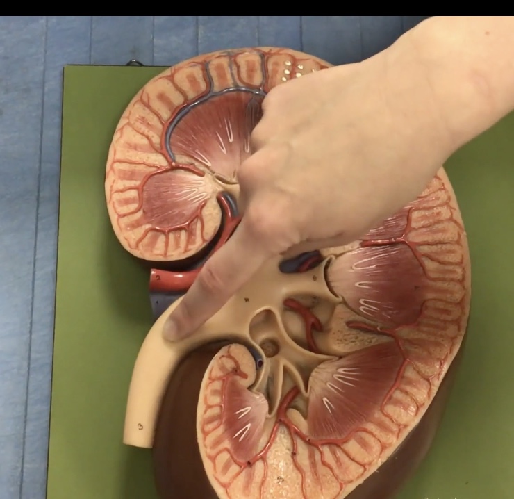 <p>Description: Funnel-shaped tube narrowing into ureters</p><p>Function: Collects urine from the major calyces</p>