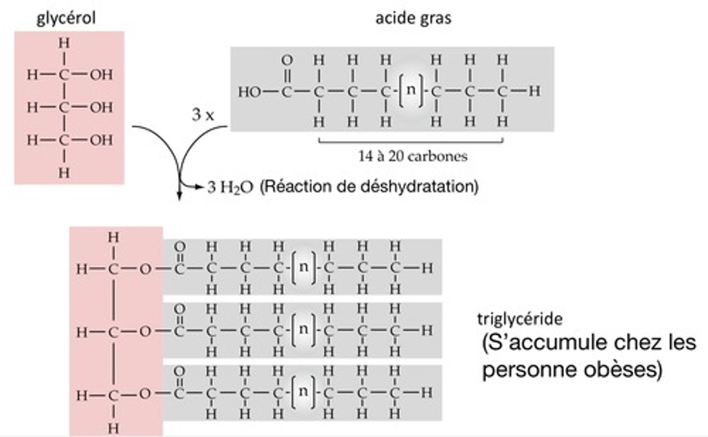 <ul><li><p>1 molécule de glycérol</p></li><li><p>3 acides gras</p></li><li><p>rejet de 3 molécules d’eau</p></li></ul><p></p>