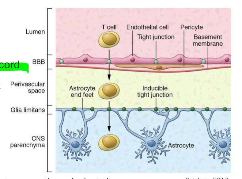 <p>What are glia limitans and their location?</p>