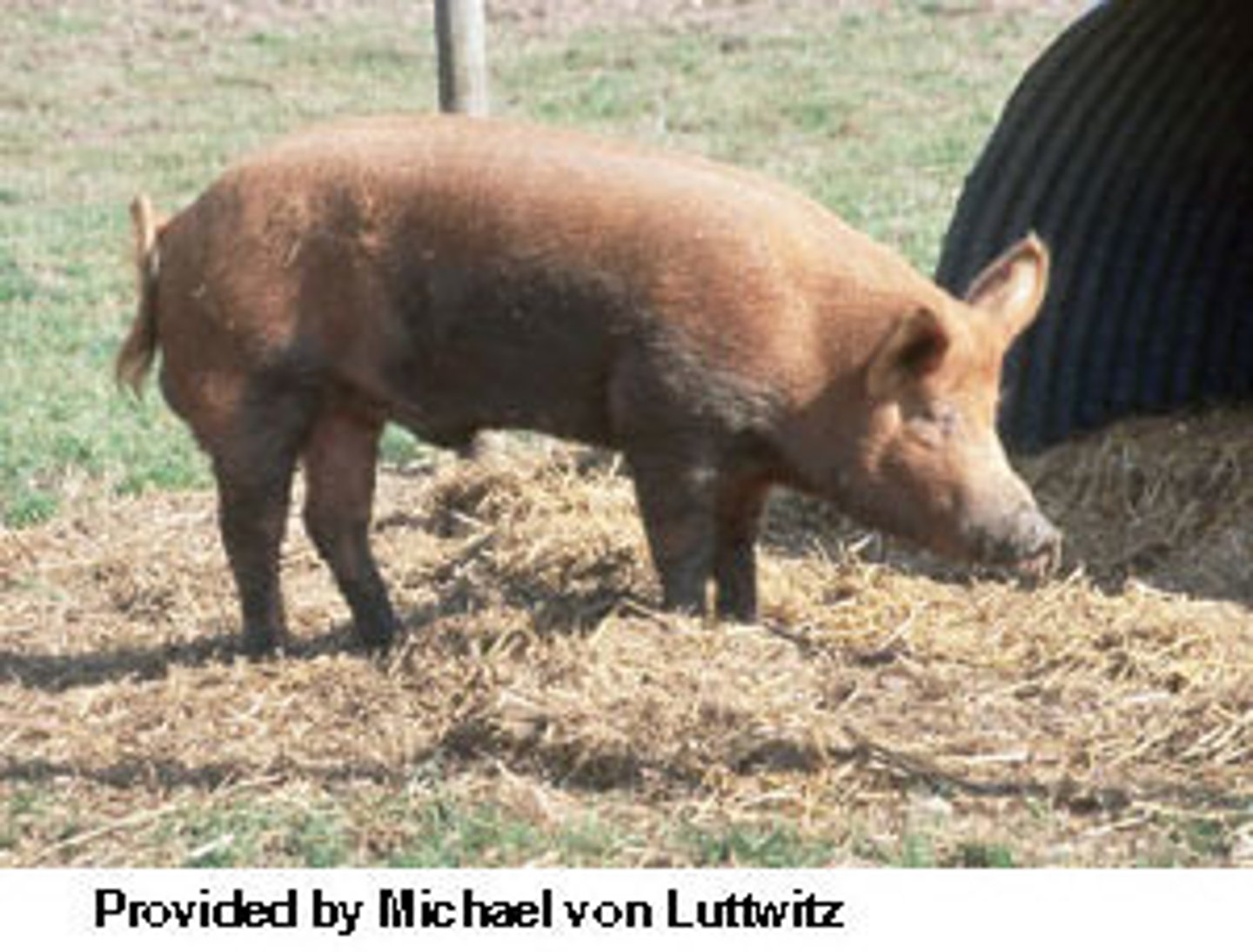 <p>- Originated from England</p><p>- Came to US in 1882</p><p>- Comparatively long in the neck and legs, and lacks width.</p><p>- Noticeably firm jowl, underline, and fleshing.</p>