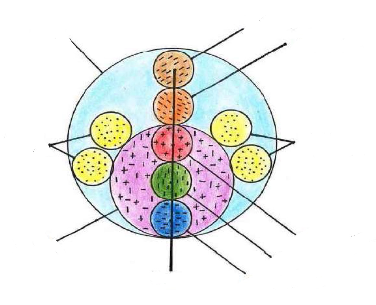 <p>Bauplan des menschlichen Körpers</p>