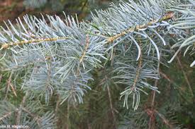<p>Tall fir with flexible boughs, longer sparse needles, resinous orangeish buds, newest growth is whiteish and glaucous, ridges and furrows on mature bark, often drops lower branches&nbsp;</p>