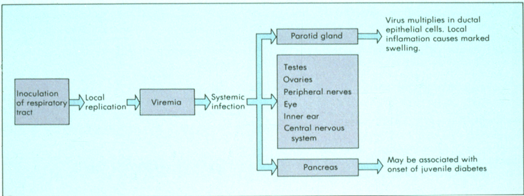
1. Inoculation of respiratory tract
2. Local replication
3. Viremia
4. Systemic infection around various parts of the body (in image)