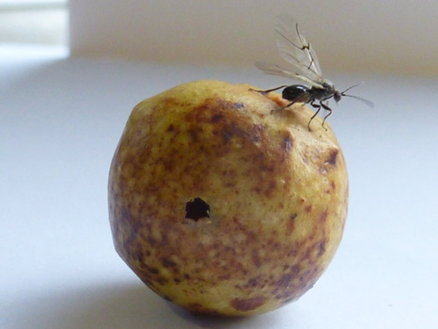 knowt flashcard image