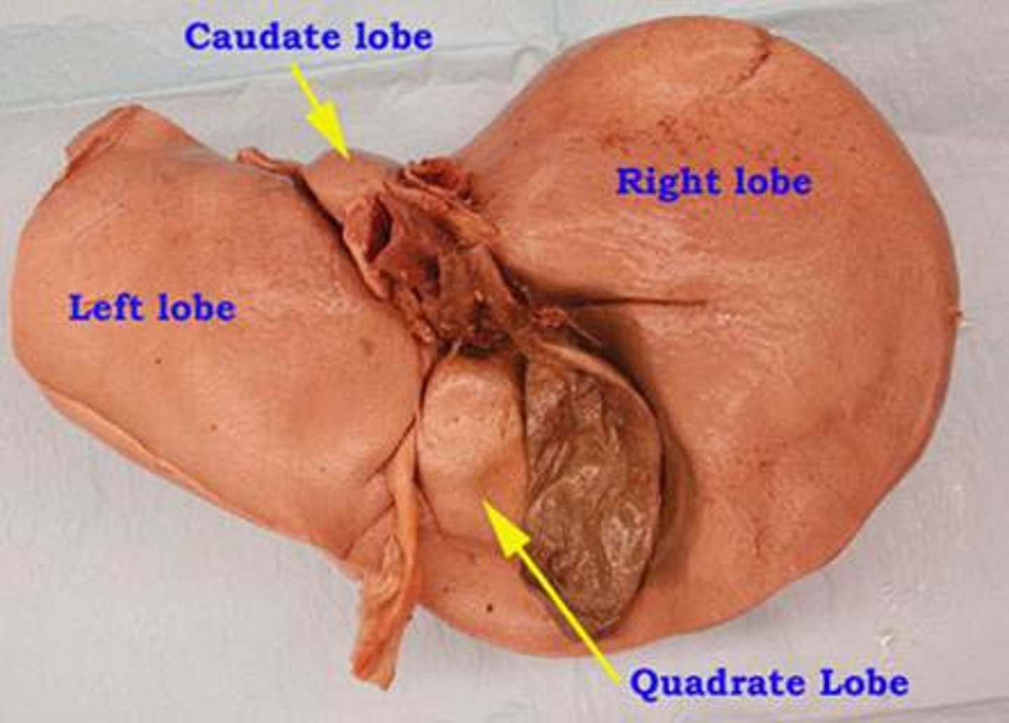 <p>Name 1 lobe of the liver?</p>
