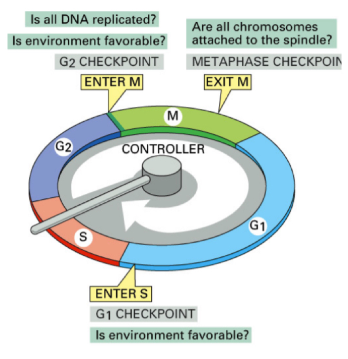 <p>At end of G1: (((main chekcpoint)))</p><ul><li><p>Cell decides whether to duplciate DNA or not, if outer conditions are desirbale for replication they do so and enter teh S phase</p></li></ul><p>At end of G2:</p><ul><li><p>Cell checks if DNA has been correctly replicated</p></li></ul><p>During mitosis:</p><ul><li><p>Cell checks if chromosomes are atached to spindles and correctly aligned</p></li></ul><p></p>