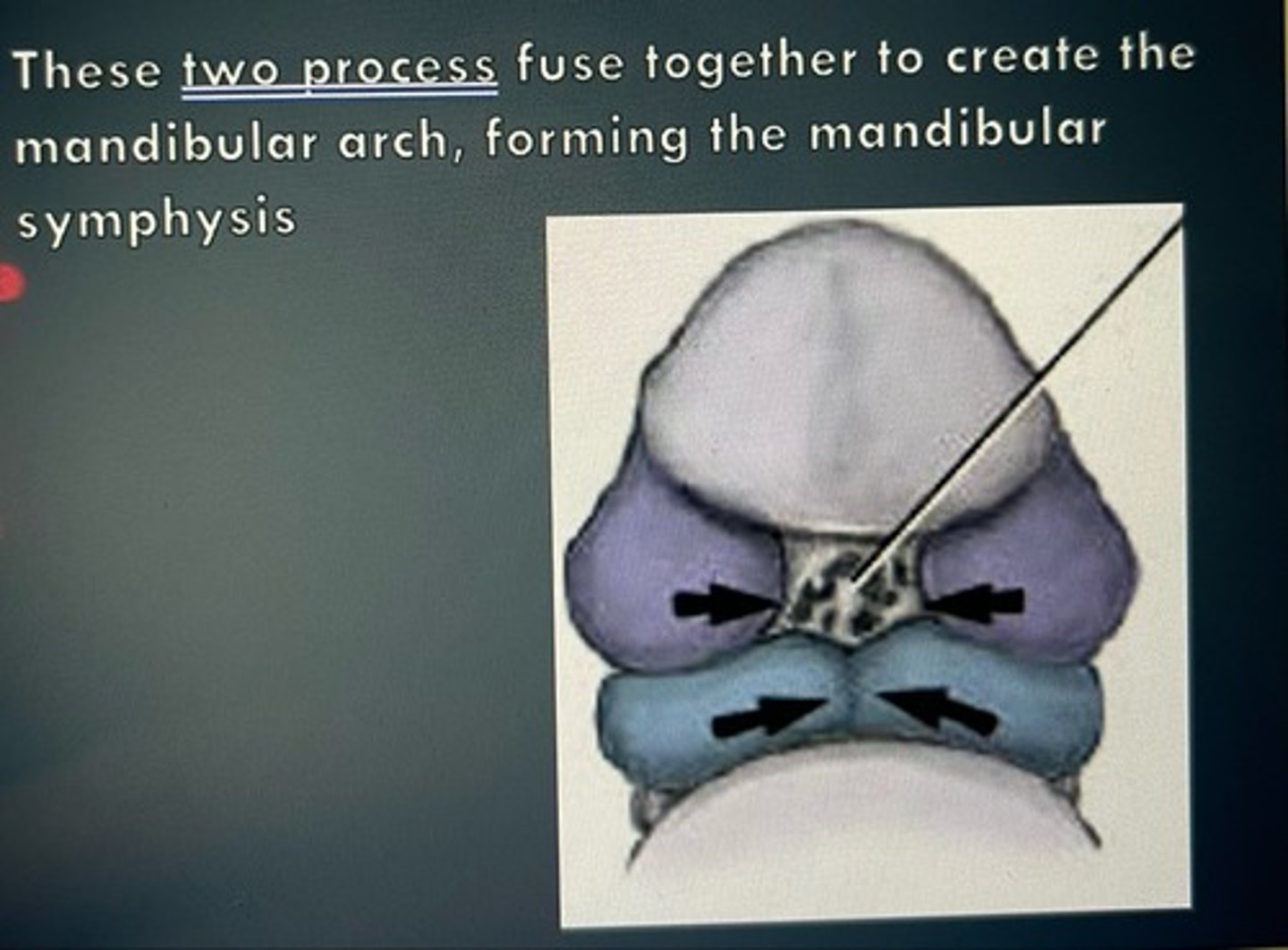 <p>paired <b>mandibular processes</b> --> <b>fuses</b> at midline to form <b>mandibular arch</b> (1st pharyngeal arch) (<b>mandibular symphysis</b>) --> future development: mandibular arch gives rise to lower face, lower lip, mandibular teeth<br><br>- <b>Meckel cartilage</b> --> <b>mandibular bone</b> (intramembranous ossification)<br>- <b>Mesoderm</b> --> <b>muscles of mastication</b> (5th-10th week, occurs before cartilage ossifies)</p>
