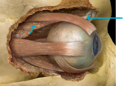 <p>what muscle?</p>