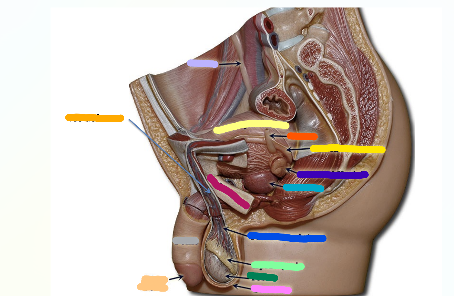 <p>What is indicated by the Dark Orange Section?</p>