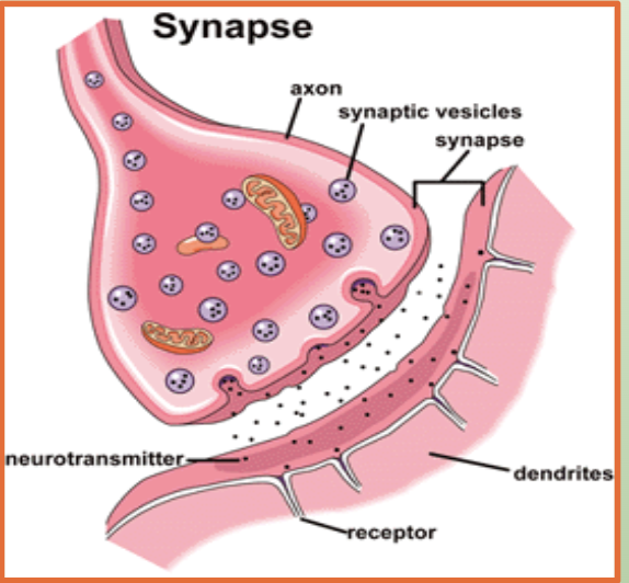 <ul><li><p><span style="background-color: transparent;">Chemical molecules produced by a neuron that carries a message to, and has a specific effect on <strong>one</strong> postsynaptic neuron.</span></p></li></ul><ul><li><p><span style="background-color: transparent;">Enables <strong>rapid</strong> communication between 2 neurons across the synapse.</span></p></li></ul><ul><li><p><span style="background-color: transparent;">Each Neurotransmitter has a chemically distinct shape, and binds to s pecifiv receptor sites of postsynaptic neurons</span></p></li></ul><p></p>