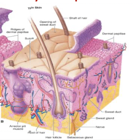 <ul><li><p>Only 4 epithelial strata (no stratum lucidum)</p></li><li><p>Found everywhere that thick skin is not present</p></li><li><p>Structure: Contains hair follicles, sebaceous glands, arrector pili muscles</p></li></ul>