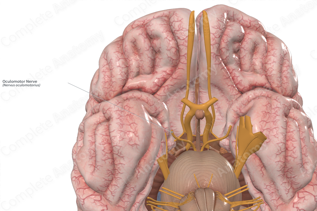<p>Motor nerve</p><p>Controlling several muscles that move the eye and eyelid, as well as regulating pupil size and lens shape</p>