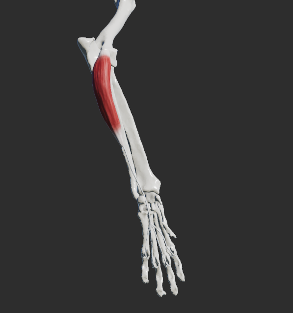 <p>odstup: epicondylus medialis humeri</p><p>úpon: II. – V. prst</p><p>fce: flexe v kloubech karpu a prstů</p>