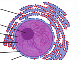 <p>What is this? What is its function?</p>