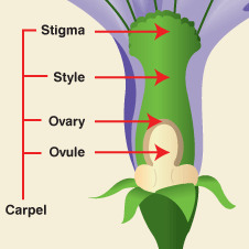 The female reproductive organ of a flower, consisting of the stigma, style, and ovary.