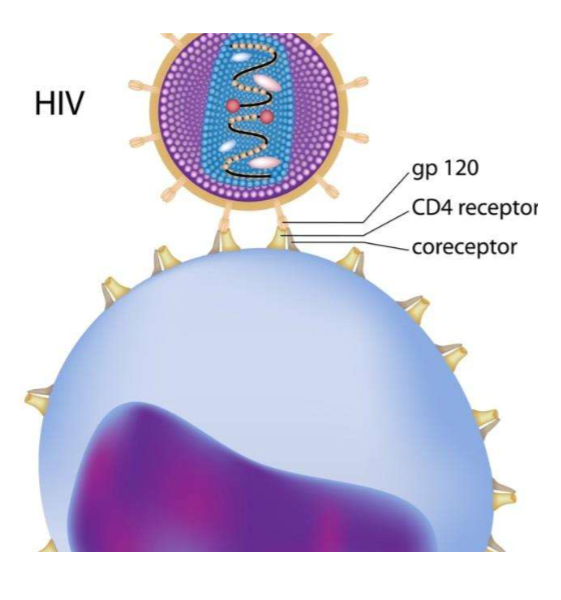 <p>HIV &amp; CD4 receptors on T cells</p>