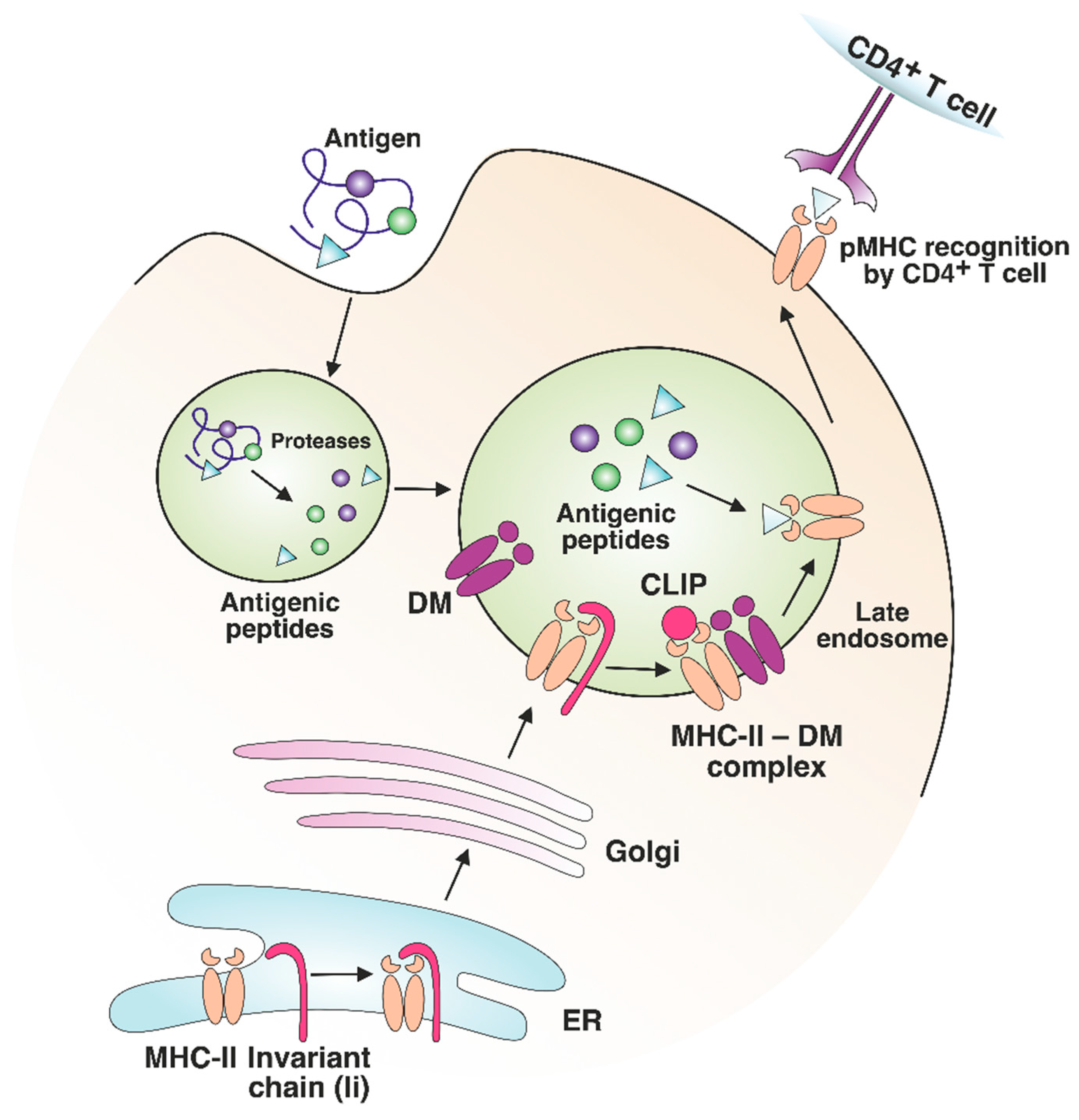 <p>Peptides sourced via endocytosis, phagocytosis or macrophagocytosis delivered to endosomes in pAPC - macrophage, DC, B cells</p><p></p><p>Acidification in the endosomes</p><p>Acidic cathepsin degrades proteins</p><p></p><p>MHC class II is first synthesized in the ER with the invariant chain (Ii). When it gets transported to the acidified endosome, Ii is progressively cleaved to a shorter chain (CLIP)</p><p>The peptide cannot bind to MHCII due to CLIP, but when HLA -DM /DO binds to MHC class I molecule, releasing CLIP and allow other peptides to bind. MHC II transported to the cell membrane</p>