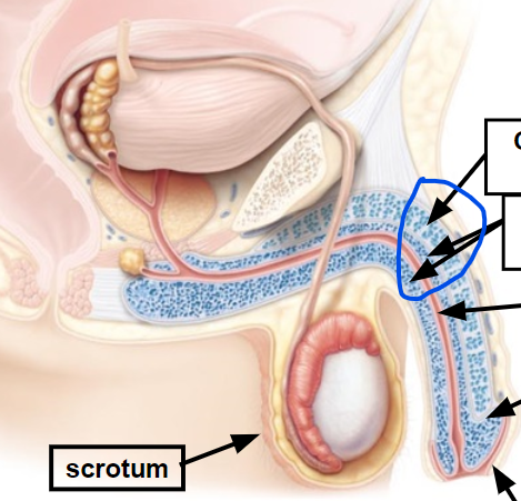 <p><span>Conveys urine &amp; semen to outside of body; inserted into vagina during sexual intercourse</span></p>