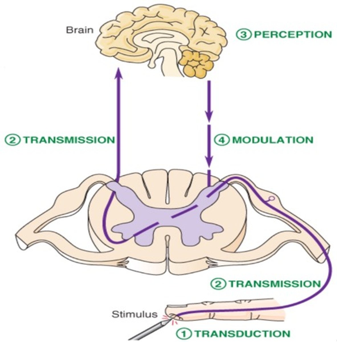 <p>1. transduction</p><p>- transformation of a physical stimulus into an electrical signal</p><p>2. transmission</p><p>- sending the electrical signal to the spinal cord and brain</p><p>- afferent</p><p>3. modulation</p><p>- amplifying or reducing pain signals based on various factors</p><p>- efferent</p><p>4. perception</p><p>- conscious awareness and interpretation of the pain signal by the brain (thalamocortical projections)</p>