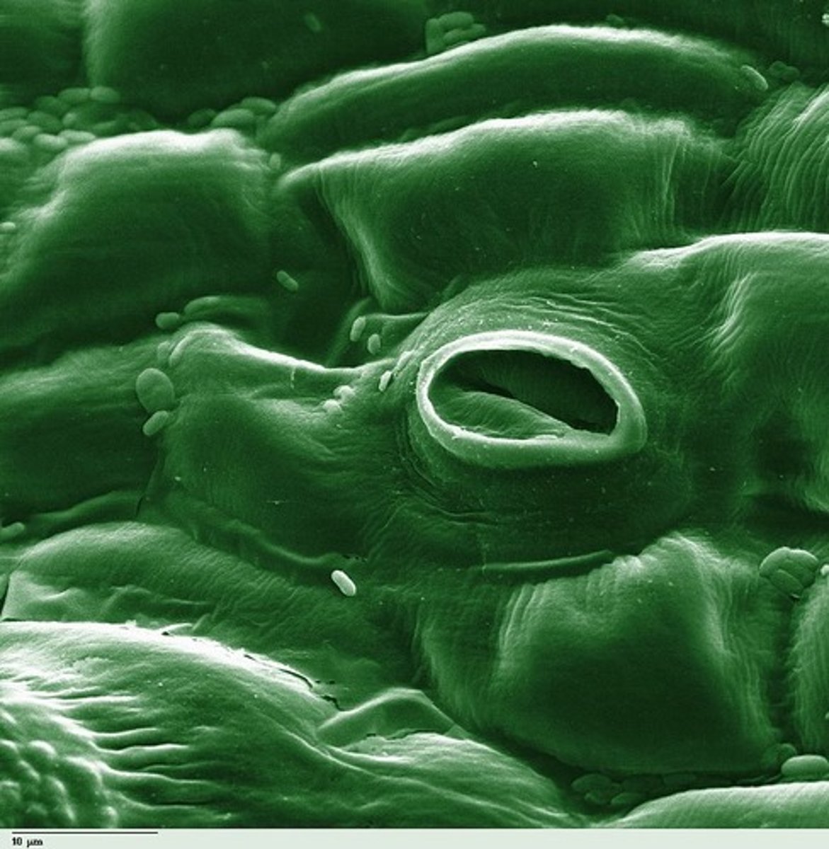 <p>stomata</p>