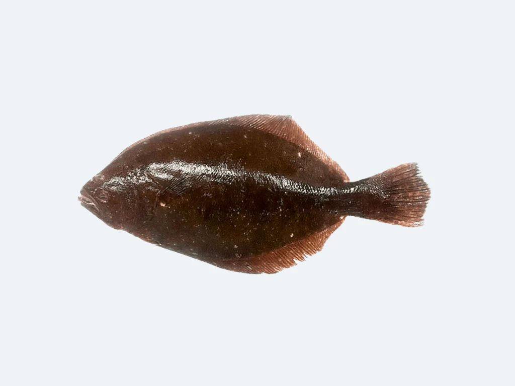 <p>what fish</p>