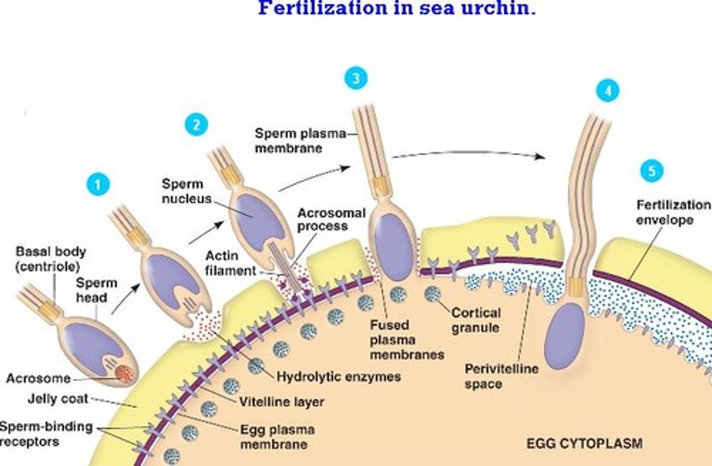 <p>-the discharge of hydrolytic enzymes from the acrosome, when the sperm contacts an egg</p><p>-Helps break through zona pellucida</p>