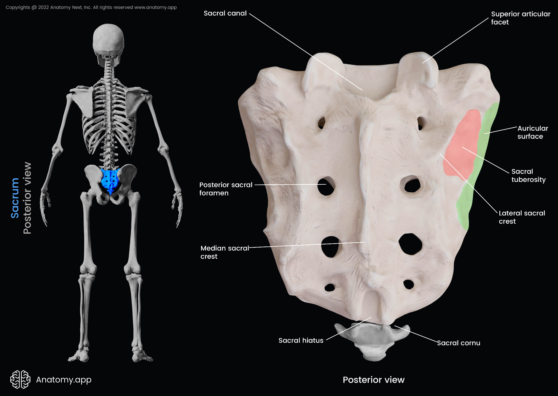 <p>the most protruding, middle part of the sacrum in posterior view; DO NOT MIX UP WITH MEDIAL </p>
