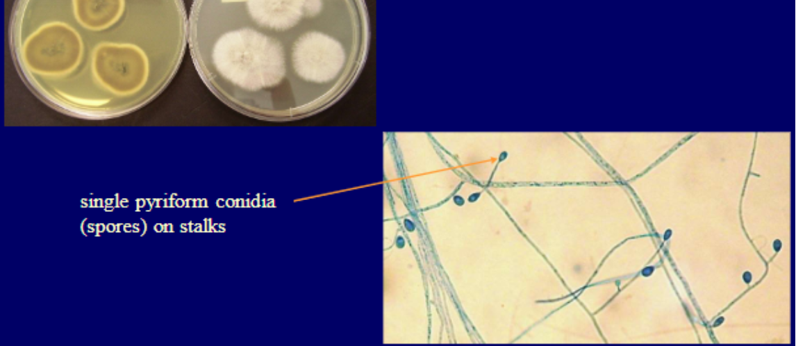 <p>Micro: oval conidia attached to thin annelides like roots</p><p>Macro: white-wooly obverse, green-grey reverse</p>