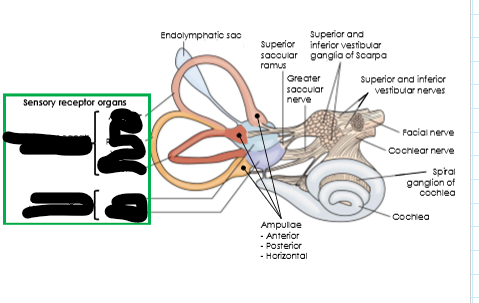 <p>What are the two main components of the vestibular system and what do they detect?</p>