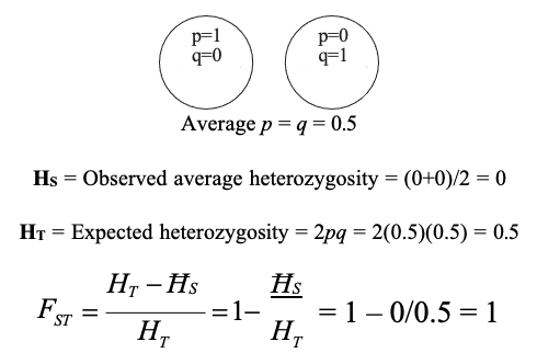 <p>FST is the proportion of the total genetic variance contained in a subpopulation (the S subscript) relative to the total genetic variance (the T subscript)</p>