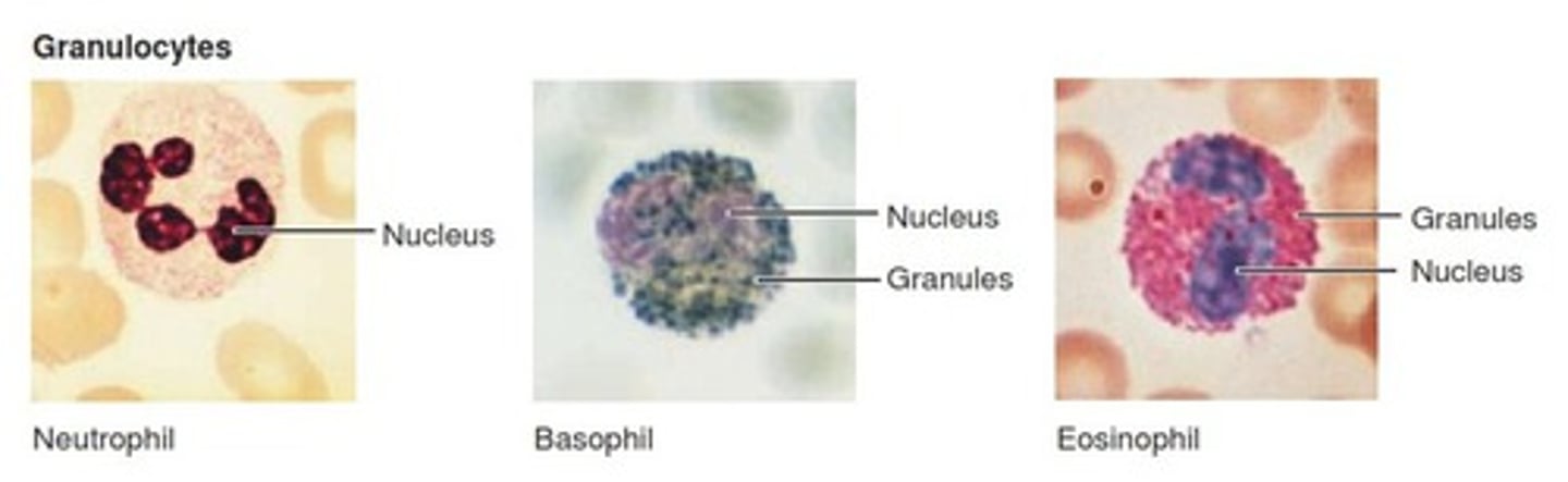 <p>Also known as granulocytes<br>-Short-lived phagocytic cells<br>-Contain lysosomes to break down infectious microorganisms<br>-Produce peroxide, superoxide radicals, and nitric oxide (toxic to cells)<br>-Defects in PMN cell function result in chronic/recurrent infection</p>