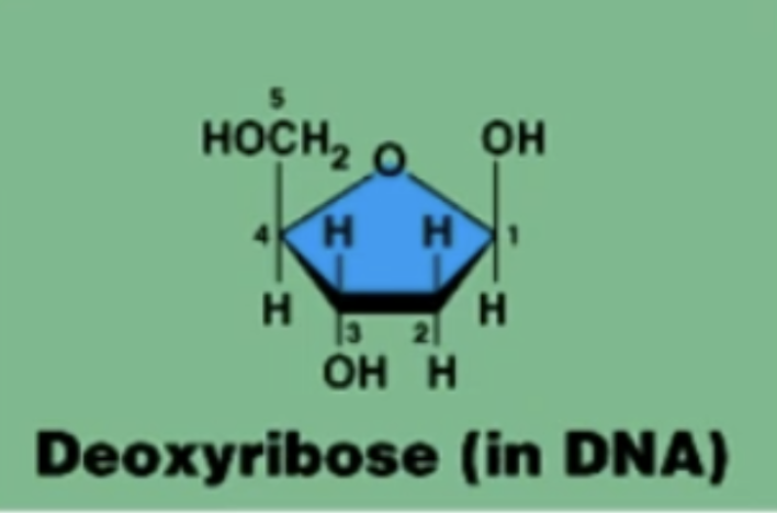 <p>5 carbon sugar</p><p>makes up nucleotides</p><p>means missing one oxygen in deoxyribonucleic acid</p><p>1 less oxygen than in ribose</p>