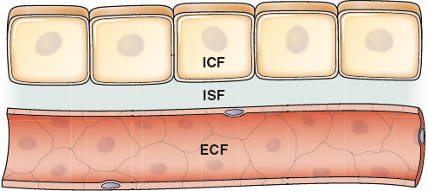 <p>fluid in the narrow spaces between cells</p>